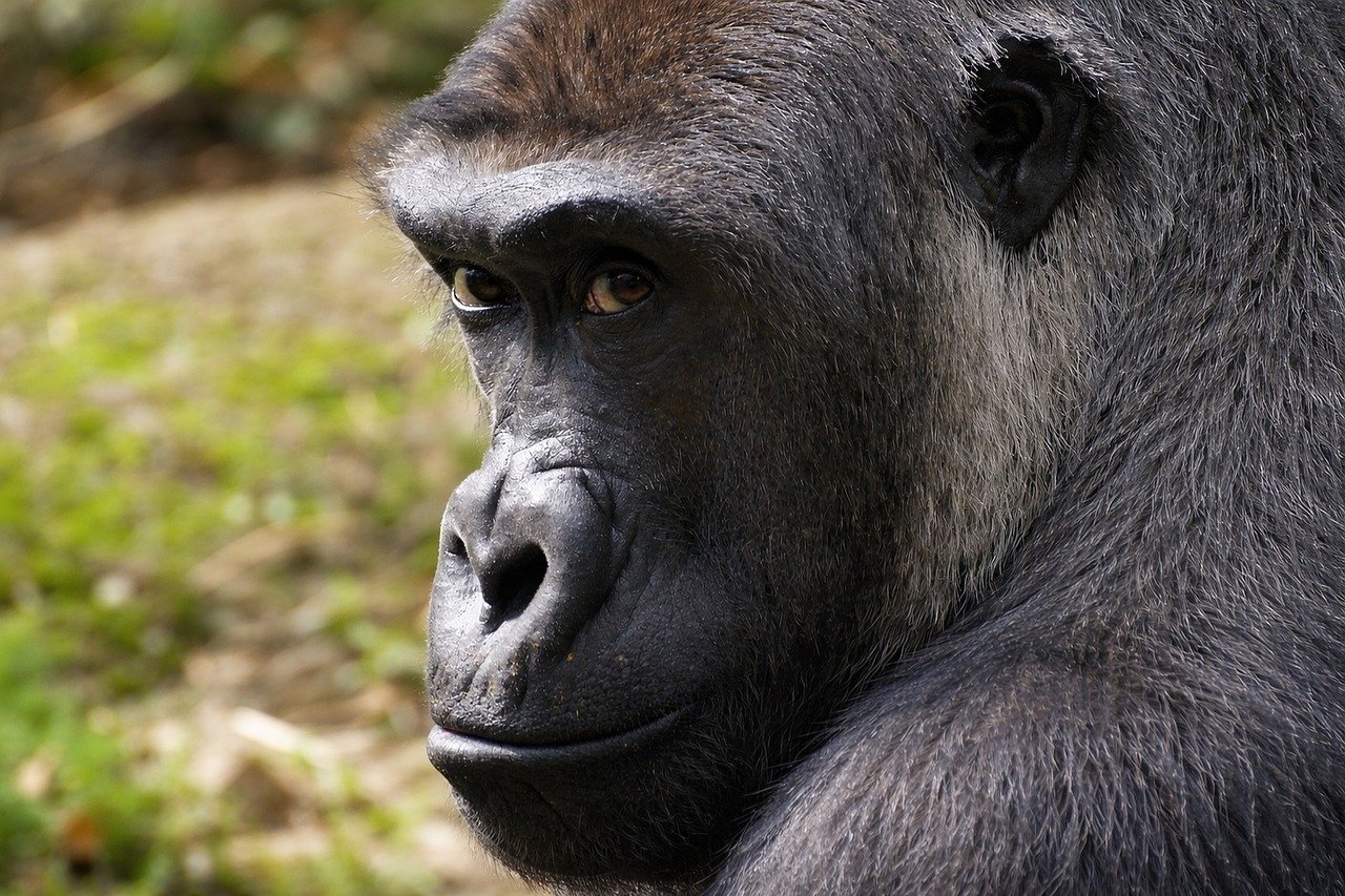 découvrez gorilla glass, la technologie de verre renforcé offrant une protection exceptionnelle et une résistance aux rayures pour vos appareils électroniques.