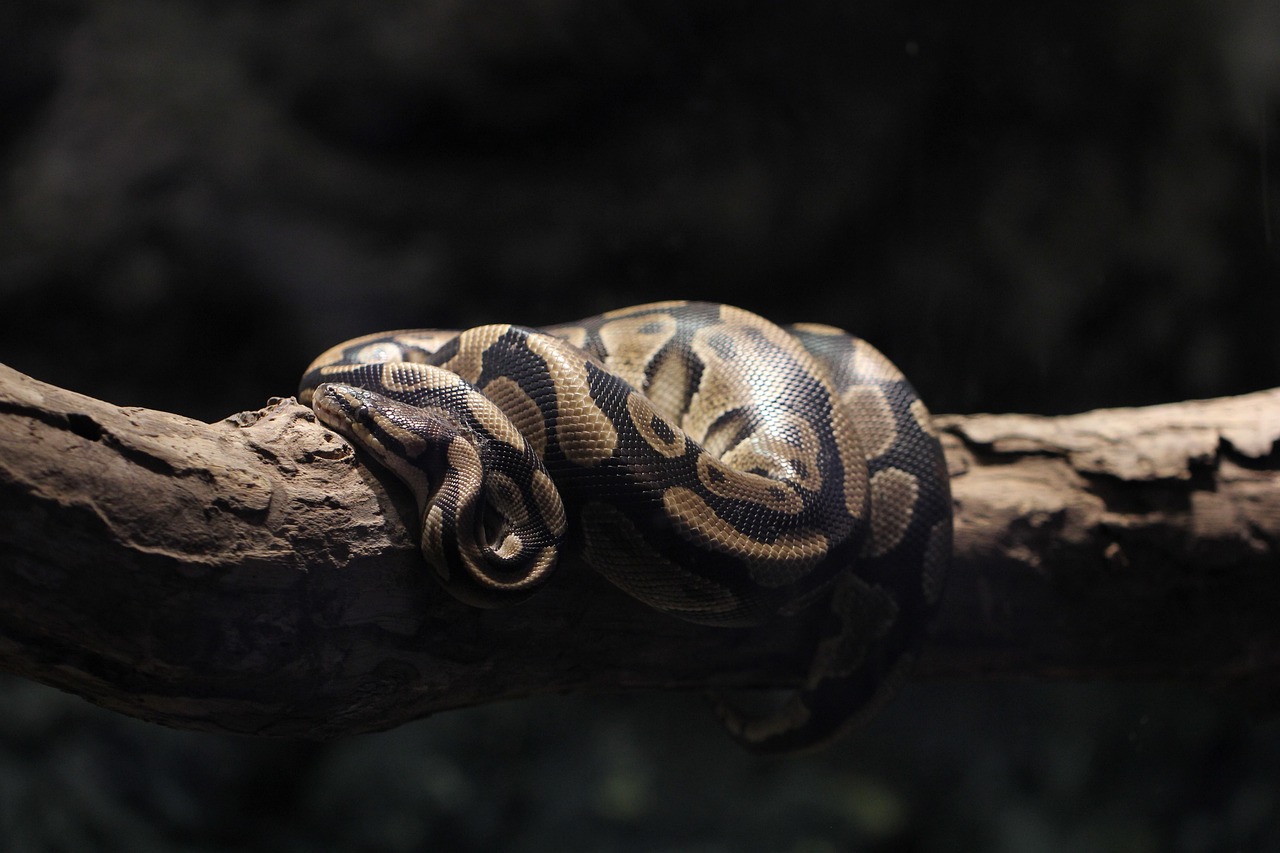 découvrez python, un langage de programmation polyvalent et facile à apprendre, idéal pour les débutants comme pour les experts. apprenez à coder, automatiser et développer des applications robustes avec python.
