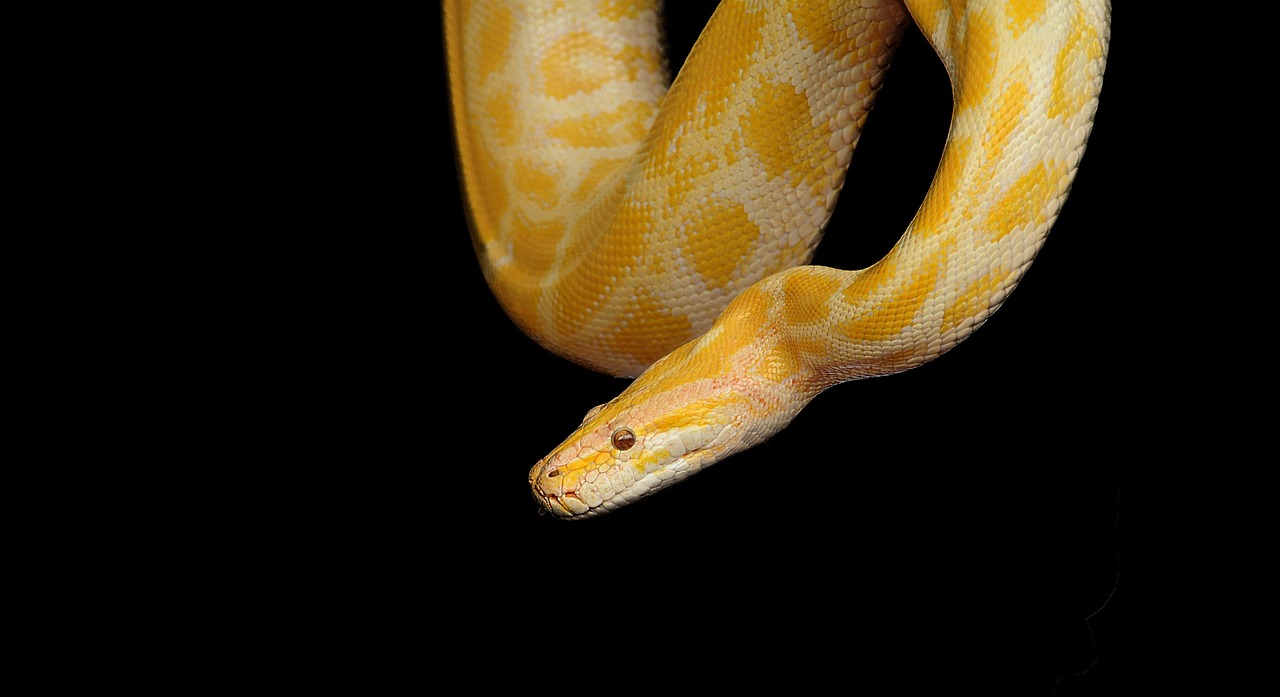 découvrez python, un langage de programmation polyvalent et populaire, idéal pour les débutants comme pour les experts, utilisé dans le développement web, l’analyse de données, l’intelligence artificielle et bien plus encore.