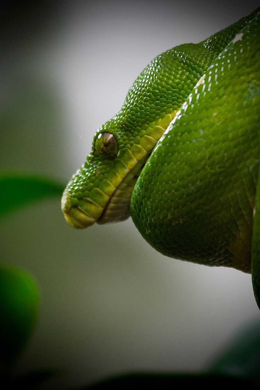 découvrez python, un langage de programmation polyvalent et populaire, idéal pour le développement web, l’intelligence artificielle, l’automatisation et bien plus encore. adoptez python pour accélérer vos projets grâce à sa simplicité et sa communauté active.