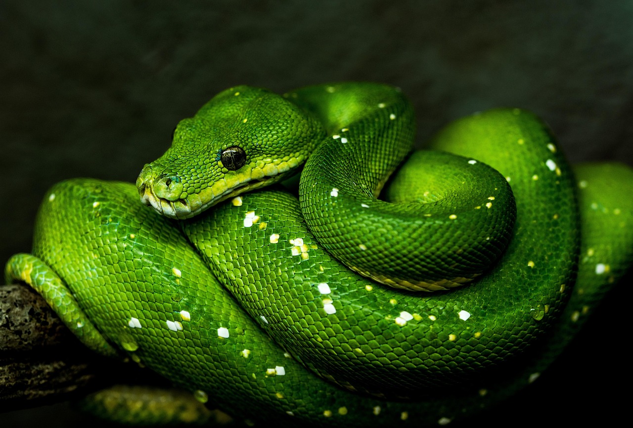 découvrez python, le langage de programmation polyvalent et accessible, idéal pour les débutants comme les experts. explorez ses applications en développement web, data science, automatisation et plus encore.
