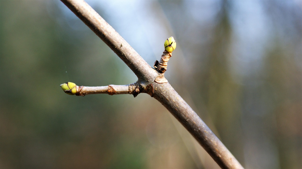 découvrez tout ce qu'il faut savoir sur les loot boxes : fonctionnement, controverses et impact dans l'univers des jeux vidéo.